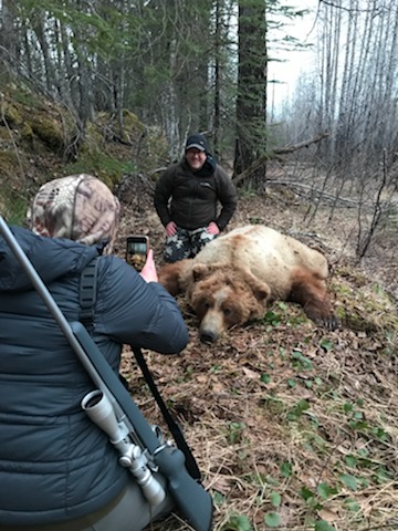 Large, old bear and hunter during a baited bear hunt.