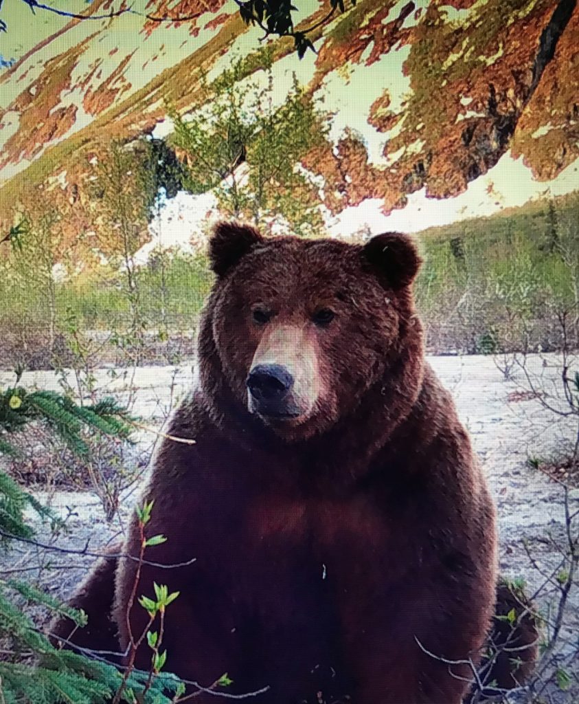 Bear Baiting Hunts 