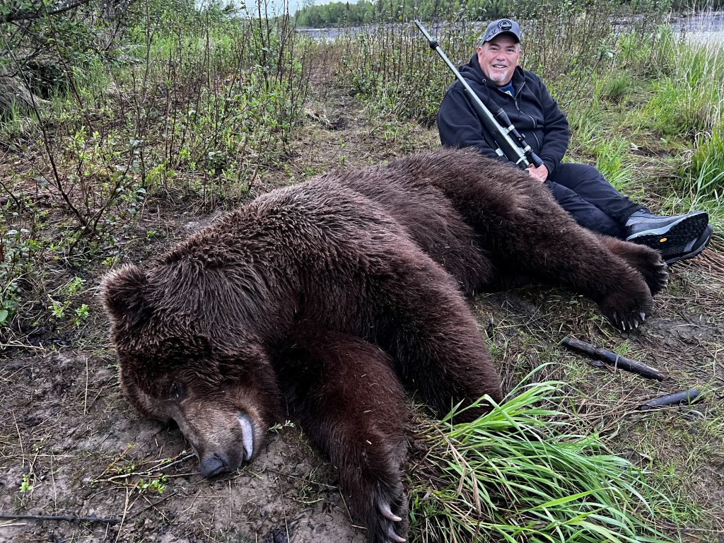 Large Brown Bear hunted during a baited bear hunt.